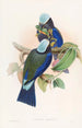 Rollier de Temminck - John Gould — näkymä teoksesta