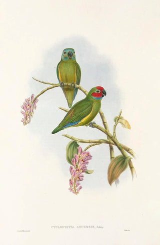 John Gould - The Birds of New Guinea and the adjacent Papuan islands Pl04.webp