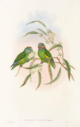 John Gould - The Birds of New Guinea and the adjacent Papuan islands Pl07.webp