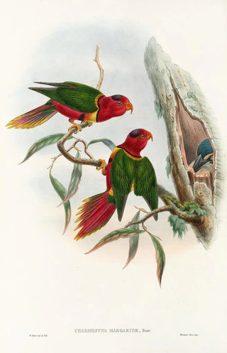 John Gould - The Birds of New Guinea and the adjacent Papuan islands Pl11.webp