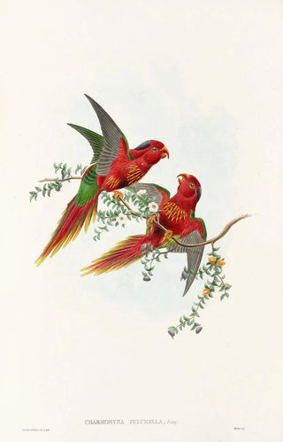 John Gould - The Birds of New Guinea and the adjacent Papuan islands Pl13.webp