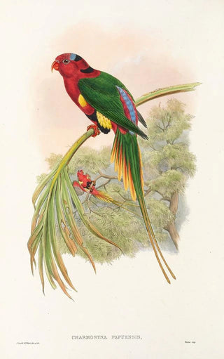 John Gould - The Birds of New Guinea and the adjacent Papuan islands Pl14.webp