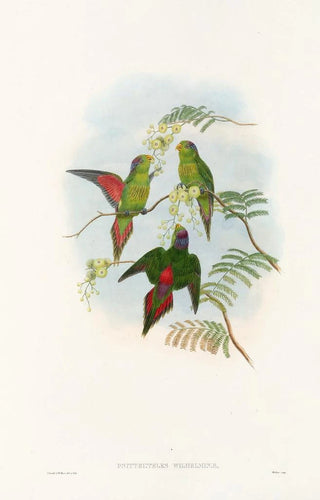 John Gould - The Birds of New Guinea and the adjacent Papuan islands Pl19.webp