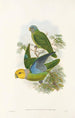 Uusi-Guinean lintujen ja Papuan saarten lähisaarien Pl28 - John Gould — näkymä teoksesta