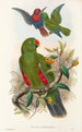 Uusi-Guinean lintujen ja Papuan saarten lähisaarien Pl31 - John Gould — näkymä teoksesta