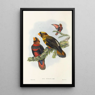 John Gould - The Birds of New Guinea and the adjacent Papuan islands Pl34.webp