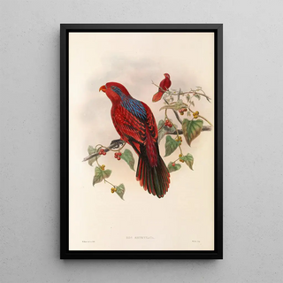 John Gould - The Birds of New Guinea and the adjacent Papuan islands Pl35.webp