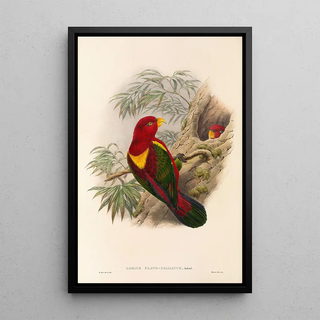 John Gould - The Birds of New Guinea and the adjacent Papuan islands Pl36.webp