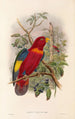 Uusi-Guinean lintujen ja Papuan saarten lähisaarien Pl37 - John Gould — näkymä teoksesta