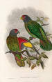 Uusi-Guinean lintujen ja Papuan saarten lähisaarien Pl38 - John Gould — näkymä teoksesta