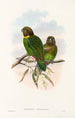 Uusi-Guinean lintujen ja Papuan saarten lähisaarien Pl39 - John Gould — näkymä teoksesta