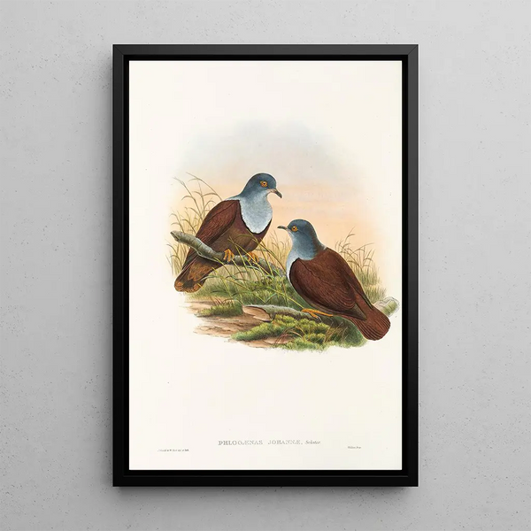 John Gould - The Birds of New Guinea and the adjacent Papuan islands Pl49.webp