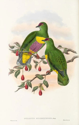 John Gould - The Birds of New Guinea and the adjacent Papuan islands Pl52.webp