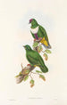 Uuden-Guinean saarten ja Papuan lähisaarien linnut Pl59 - John Gould — näkymä teoksesta