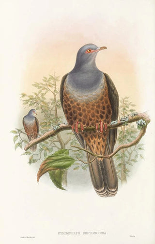 John Gould - The Birds of New Guinea and the adjacent Papuan islands Pl60.webp