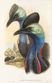 Uuden-Guinean saarten ja Papuan lähisaarien linnut Pl73 - John Gould — näkymä teoksesta