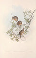 Australian nisäkkäät Pl005 - John Gould — näkymä teoksesta
