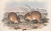 Australian nisäkkäistä Pl006 - John Gould — näkymä teoksesta