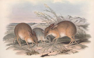 John Gould - The mammals of Australia Pl006.webp