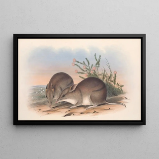 John Gould - The mammals of Australia Pl010.webp