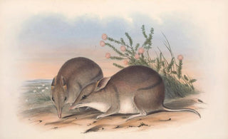 John Gould - The mammals of Australia Pl010.webp