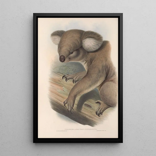 John Gould - The mammals of Australia Pl013.webp