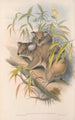 australialaiset nisäkkäät Pl014 - John Gould — näkymä teoksesta