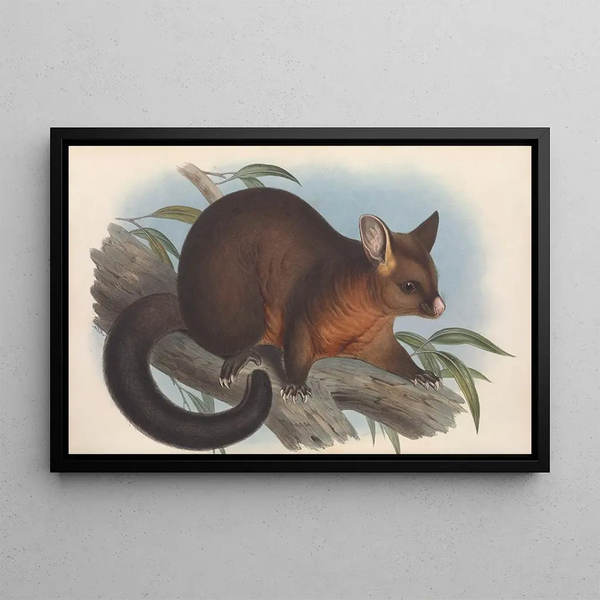 John Gould - The mammals of Australia Pl015.webp