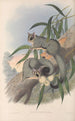 australialaiset nisäkkäät Pl023 - John Gould — näkymä teoksesta