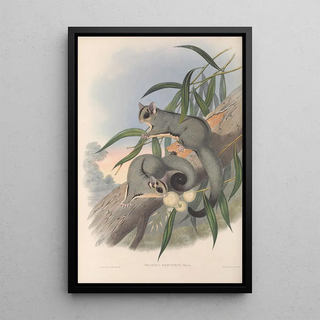 John Gould - The mammals of Australia Pl023.webp