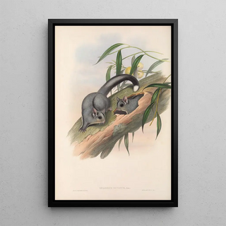 John Gould - The mammals of Australia Pl024.webp