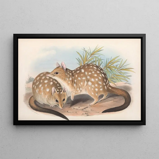John Gould - The mammals of Australia Pl030.webp
