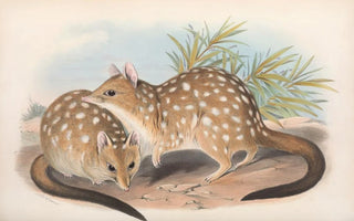 John Gould - The mammals of Australia Pl030.webp