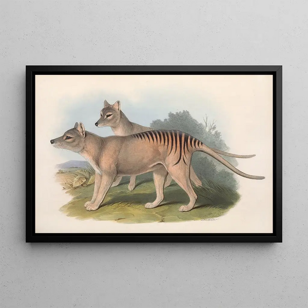 Australian nisäkkäistä, Pl. 032 - John Gould — kehystetty taideteos seinällä