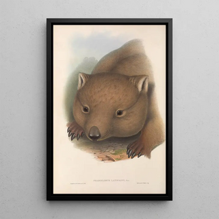 John Gould - The mammals of Australia Pl034.webp