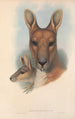australialaiset nisäkkäät Pl044 - John Gould — näkymä teoksesta