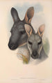australialaiset nisäkkäät Pl046 - John Gould — näkymä teoksesta
