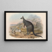 Australian nisäkkäistä, Pl047 - John Gould — kehystetty taideteos seinällä