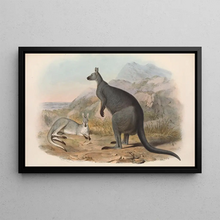 John Gould - The mammals of Australia Pl047.webp