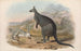 Australian nisäkkäistä, Pl047 - John Gould — näkymä teoksesta