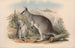 Australian nisäkkäät Pl049 - John Gould — näkymä teoksesta
