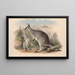 Australian nisäkkäät Pl049 - John Gould — kehystetty taideteos seinällä