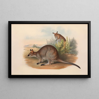 John Gould - The mammals of Australia Pl051.webp