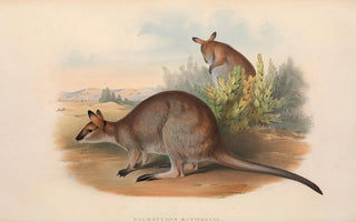 John Gould - The mammals of Australia Pl051.webp