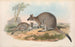 Australian nisäkkäistä Pl053 - John Gould — näkymä teoksesta