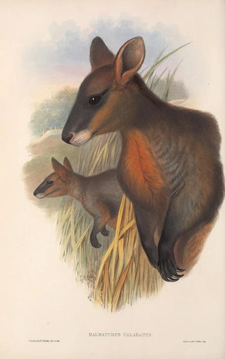 John Gould - The mammals of Australia Pl058.webp