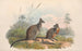 Australian nisäkkäistä, pl. 059 - John Gould — näkymä teoksesta