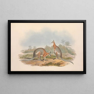 John Gould - The mammals of Australia Pl063.webp