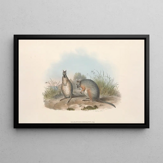 John Gould - The mammals of Australia Pl066.webp