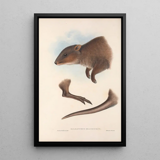John Gould - The mammals of Australia Pl073.webp